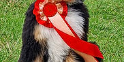 Bertie is registered to the contest to win money with this photo: puppy, dog, ribbon, award, grass, outdoor, fence, person, blue_clothing, inflatable, event, sitting, cute, fluffy, black_white_brown, animal, face, leisure, competition, summer