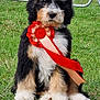 puppy, dog, ribbon, award, grass, outdoor, fence, person, blue_clothing, inflatable, event, sitting, cute, fluffy, black_white_brown, animal, face, leisure, competition, summer