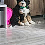 Bertie joined the competition — help win amazing prizes! puppy, dog, indoor, floor, wood_floor, cabinet, plush_toy, green_collar, tricolor, sitting, pet, cute, fur, animal, young, domestic, curious, small, adorable, home