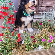 Bertie joined the competition — help win amazing prizes! puppy, dog, flower_pot, flowers, garden, grass, wooden_fence, collar, pet, outdoor, greenery, plant_pot, happy, cute, fur, tongue_out, nature, spring, playful, sitting
