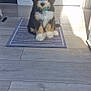 Bertie joined the competition — help win amazing prizes! puppy, dog, indoor, rug, floor, wood_floor, door, collar, pet, tricolor, light, shadow, remote_control, home, small_rug, sitting, cute, fur, animal, domestic