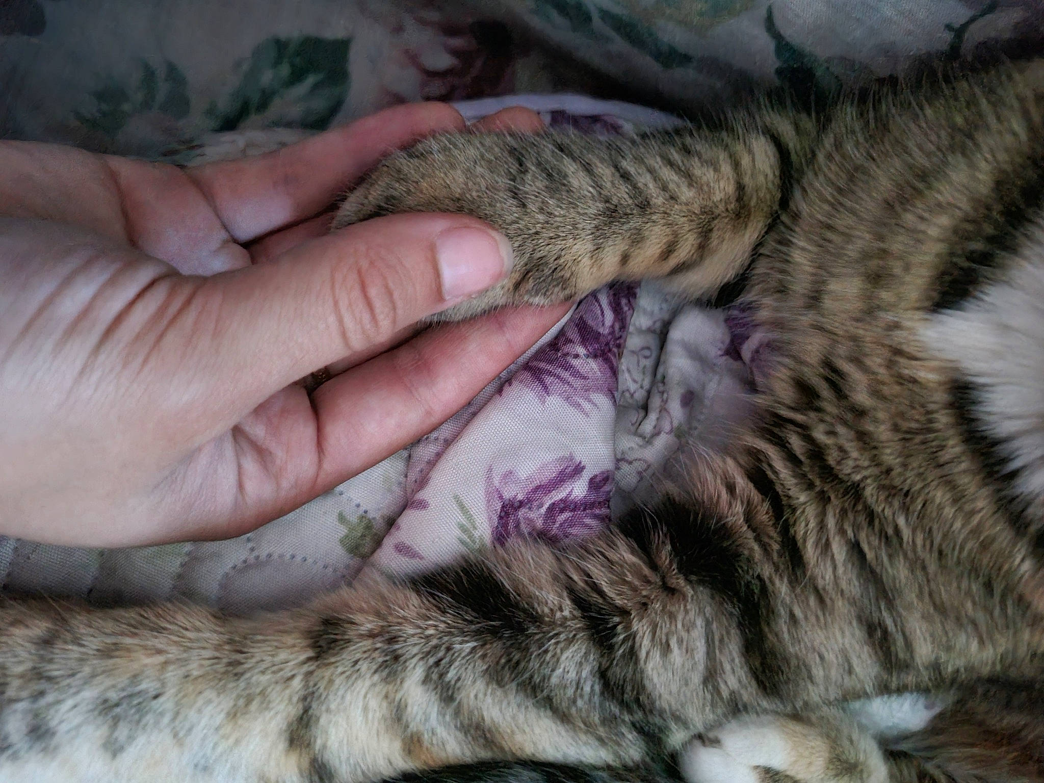 Plume participe au concours pour gagner de l'argent avec cette photo : carnivore, cat, claw, domestic_short_haired_cat, felidae, fur, hand, nail, nap, paw, photography, sleep, small_to_medium_sized_cats, snout, terrestrial_animal, vertebrate, whiskers, wildlife