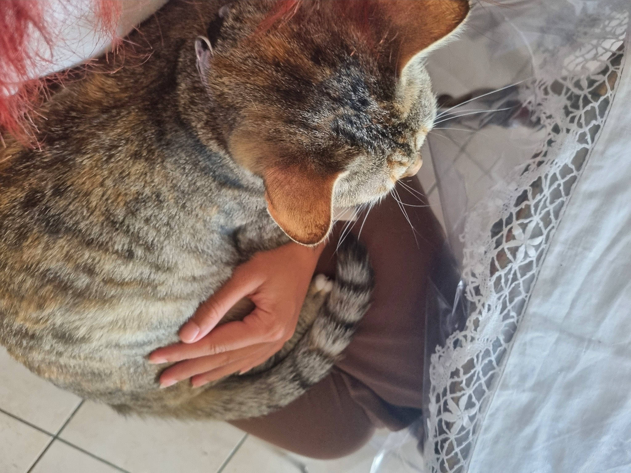 Plume a rejoint le concours — aidez-le/la à gagner de superbes lots ! carnivore, cat, claw, comfort, domestic_short_haired_cat, fawn, felidae, foot, fur, grey, nap, paw, sleep, small_to_medium_sized_cats, snout, tail, terrestrial_animal, tree, whiskers, wildlife