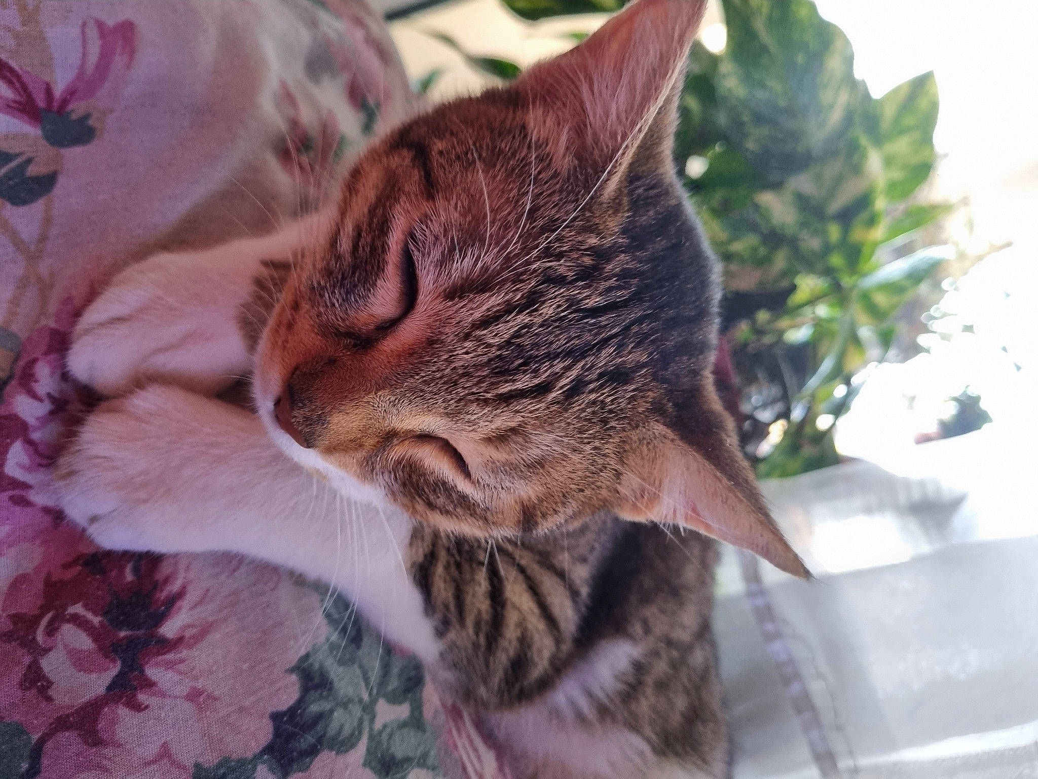 Loulouche a rejoint le concours — aidez-le/la à gagner de superbes lots ! carnivore, cat, claw, domestic_short_haired_cat, fawn, felidae, flowerpot, fur, grass, houseplant, linens, paw, plant, small_to_medium_sized_cats, snout, tail, terrestrial_animal, tree, whiskers, wildlife