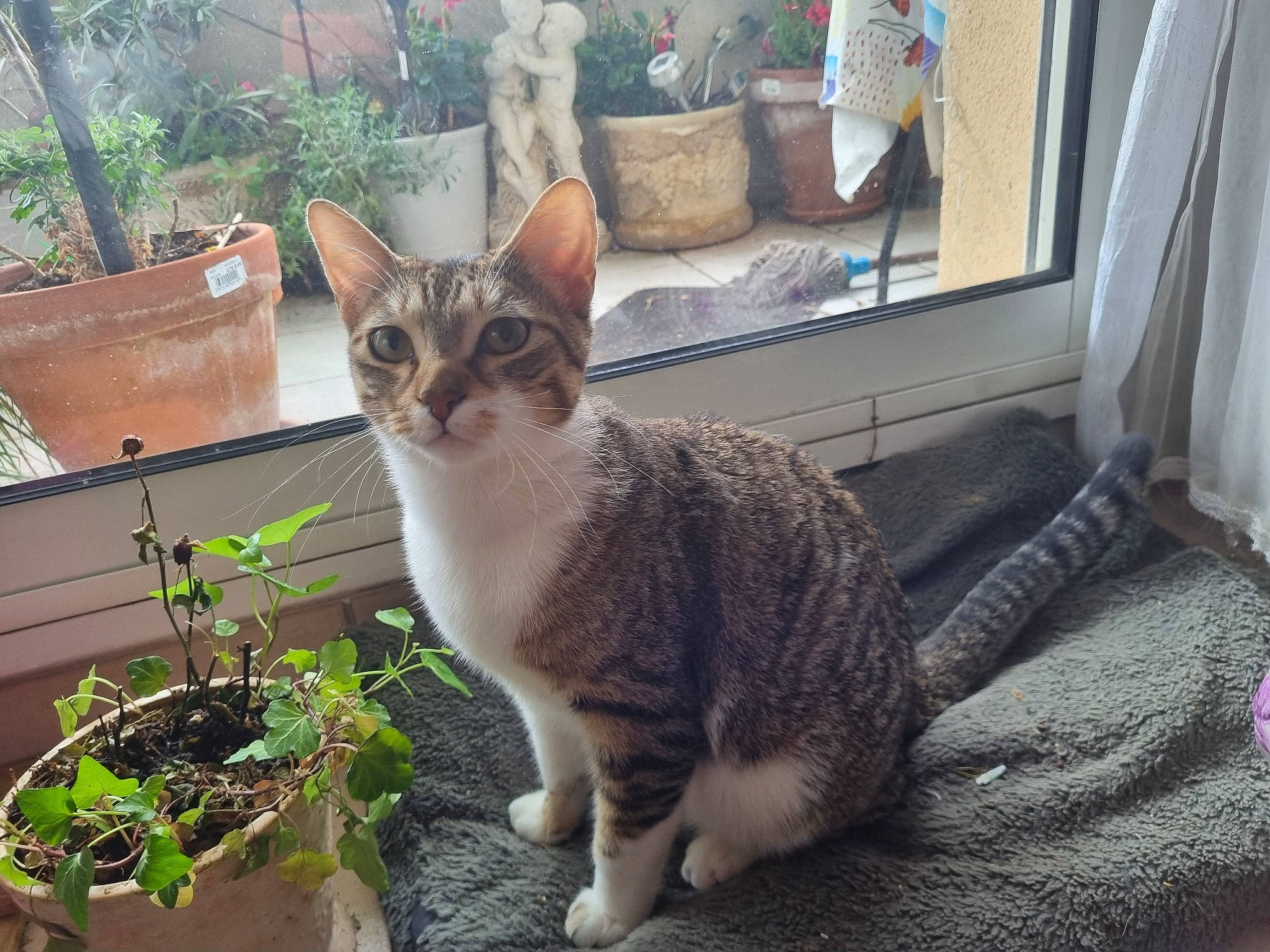 Loulouche a rejoint le concours — aidez-le/la à gagner de superbes lots ! carnivore, cat, curtain, domestic_short_haired_cat, door, fawn, felidae, flowerpot, fur, grass, houseplant, plant, sitting, small_to_medium_sized_cats, snout, tail, terrestrial_animal, tree, whiskers, window