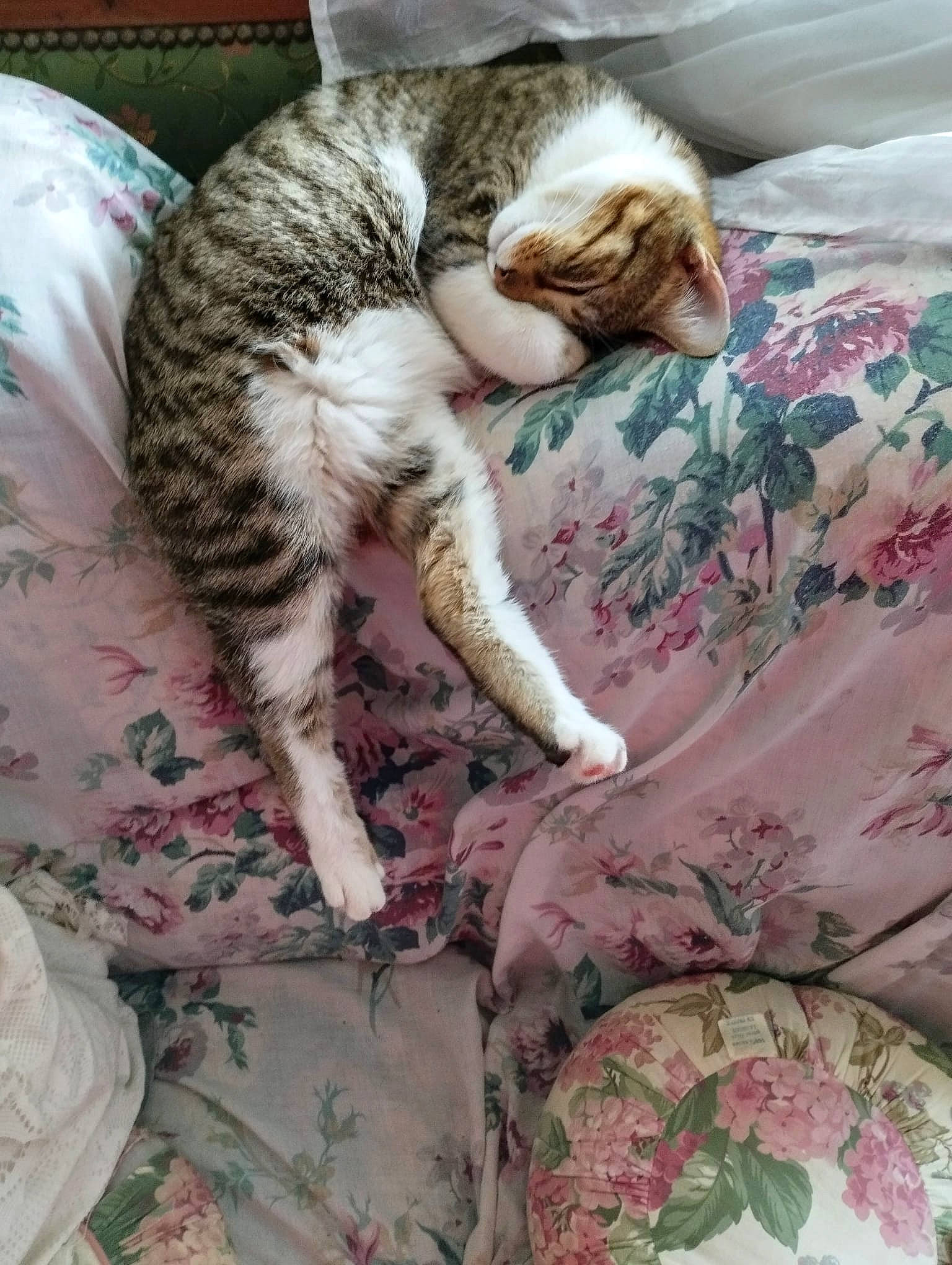 Loulouche a rejoint le concours — aidez-le/la à gagner de superbes lots ! bed, bed_sheet, bedding, carnivore, cat, claw, comfort, domestic_short_haired_cat, duvet, fawn, felidae, fur, linens, nap, pattern, paw, small_to_medium_sized_cats, tail, terrestrial_animal, whiskers