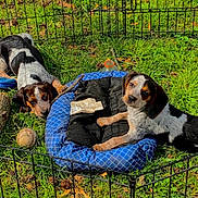 Ginger is registered to the contest to win money with this photo: puppy, dog, grass, fence, dog_bed, baseball, outdoor, pet, animal, playful, young_dog, sunlight, resting, cute, black_and_white, brown, nature, summer, small_dog, canine