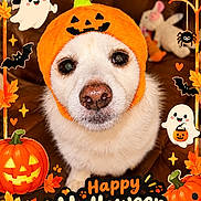 Snowy joined the competition — help win amazing prizes! dog, pet, animal, face, portrait, close_up, fluffy, white_fur, pumpkin_hat, halloween, autumn, orange, pumpkins, ghosts, bats, spider, leaves, festive, greeting_text, indoor