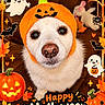 dog, pet, animal, face, portrait, close_up, fluffy, white_fur, pumpkin_hat, halloween, autumn, orange, pumpkins, ghosts, bats, spider, leaves, festive, greeting_text, indoor