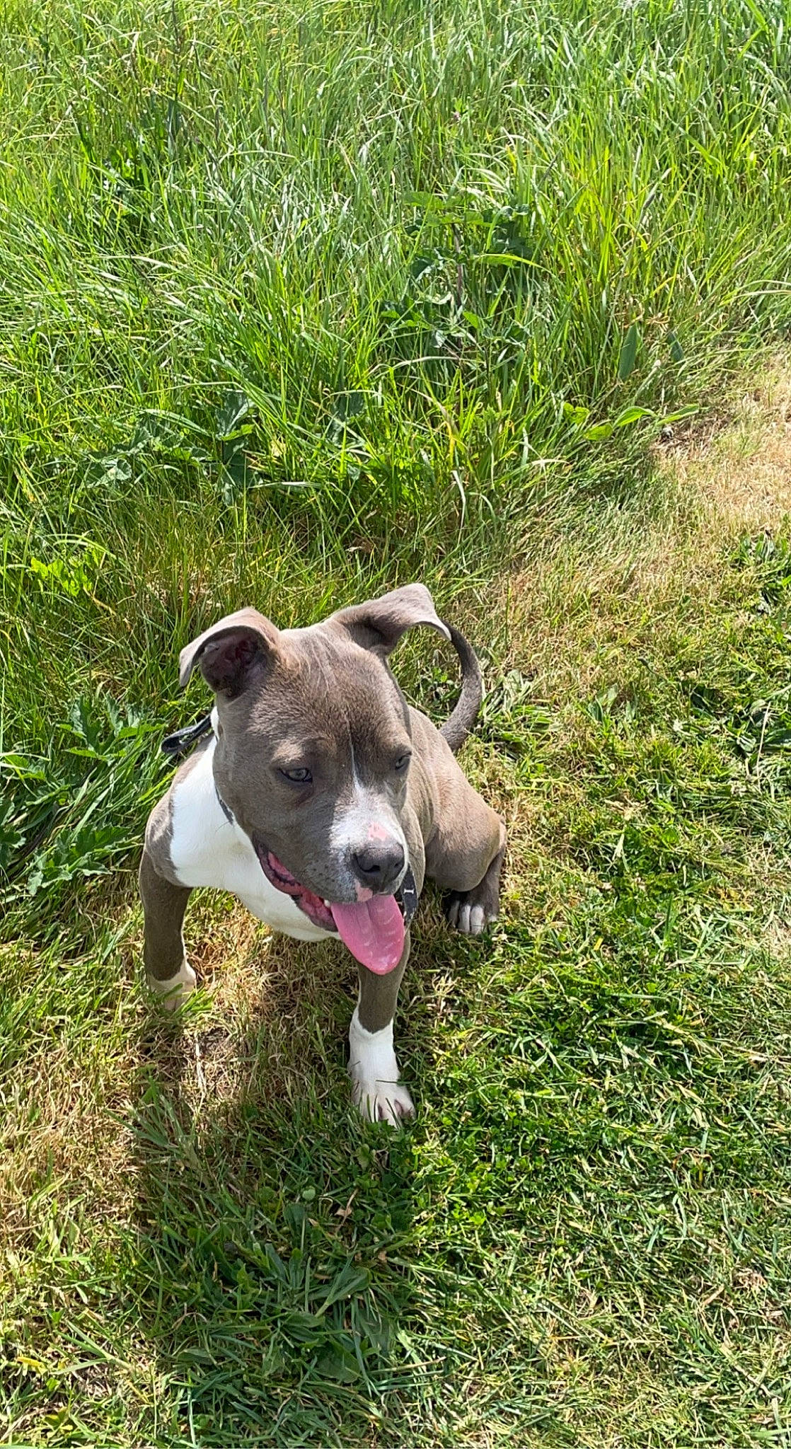 Aika participe au concours pour gagner de l'argent avec cette photo : canidae, carnivore, collar, companion_dog, dog, dog_breed, fawn, grass, grassland, groundcover, non_sporting_group, plant, rampur_greyhound, sporting_group, terrestrial_animal, terrestrial_plant, working_animal