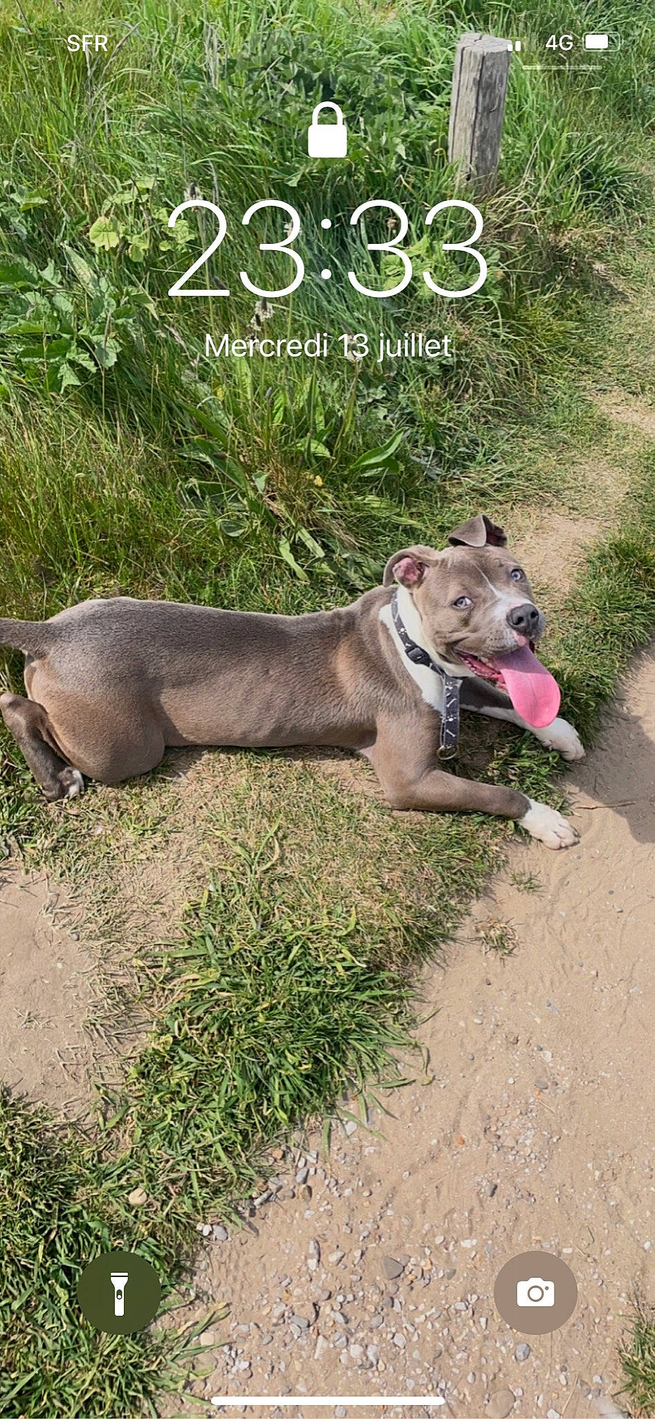 Aika participe au concours pour gagner de l'argent avec cette photo : canidae, carnivore, collar, companion_dog, dog, dog_breed, fawn, felidae, font, grass, internet_meme, paw, photo_caption, plant, snout, tail, terrestrial_animal, whiskers, wildlife, working_animal