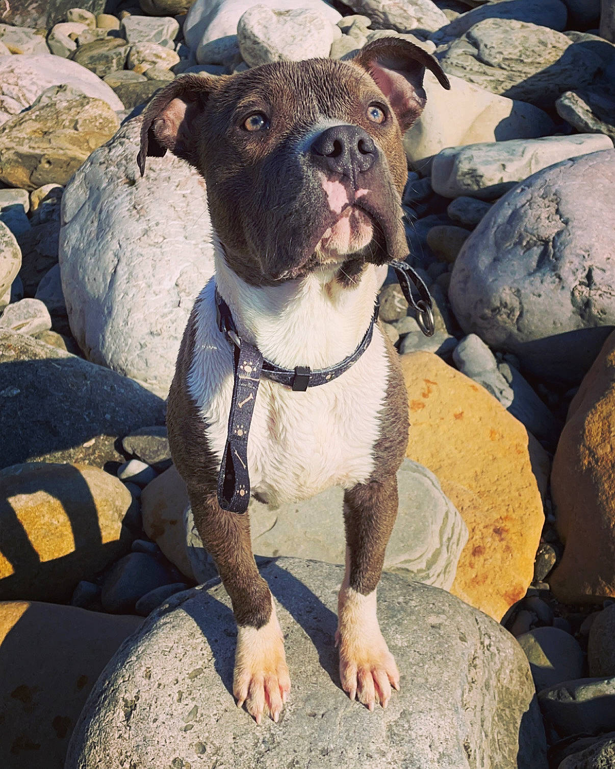 Aika participe au concours pour gagner de l'argent avec cette photo : adventure, bedrock, bulldog, carnivore, collar, companion_dog, dog, dog_breed, dog_collar, fawn, leash, molosser, non_sporting_group, rock, sporting_group, whiskers, working_animal, working_dog, wrinkle