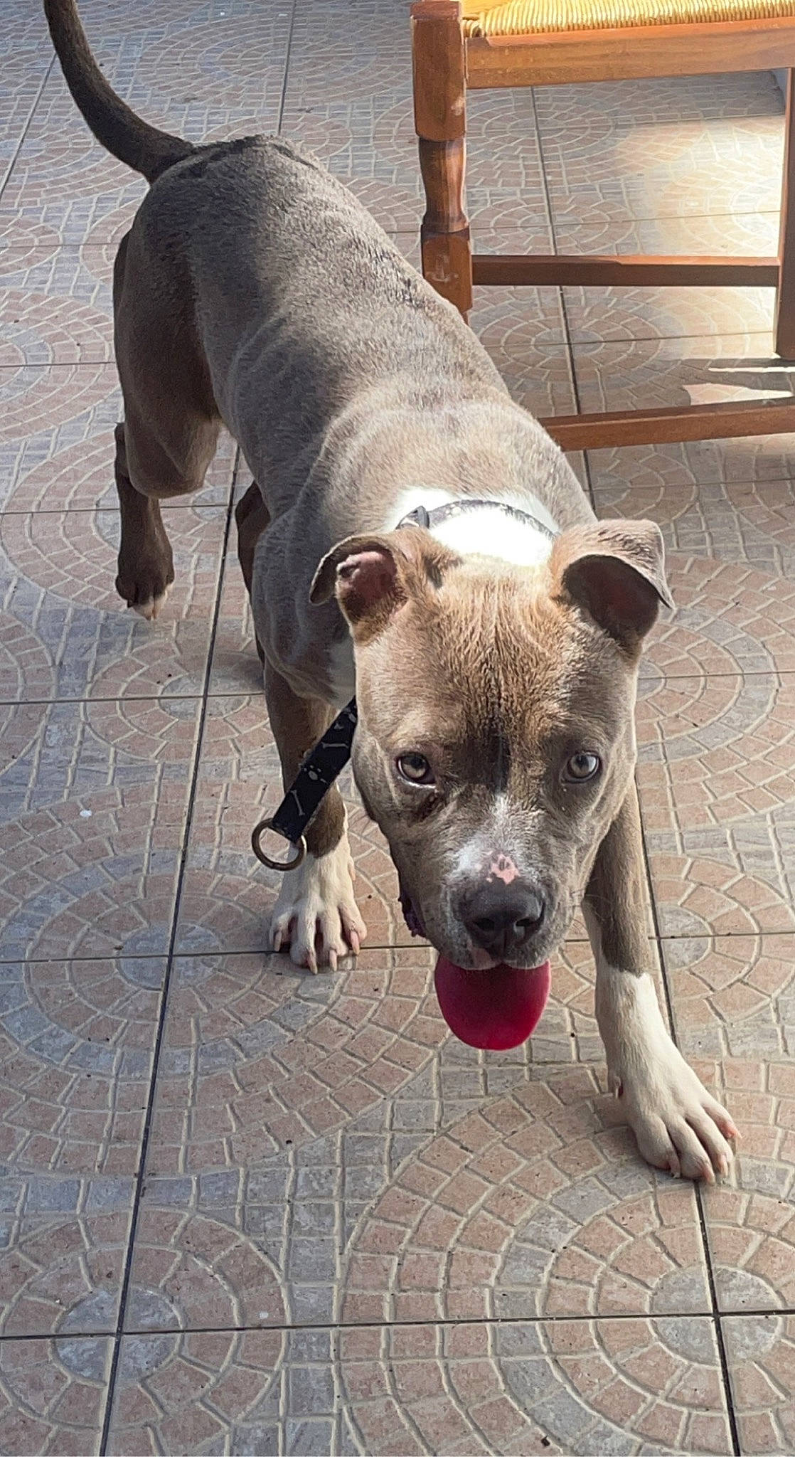 Aika participe au concours pour gagner de l'argent avec cette photo : canidae, carnivore, collar, companion_dog, dog, dog_breed, dog_collar, fawn, flooring, grey, paw, pet_supply, snout, sporting_group, street_dog, tail, terrestrial_animal, toy_dog, whiskers, working_animal