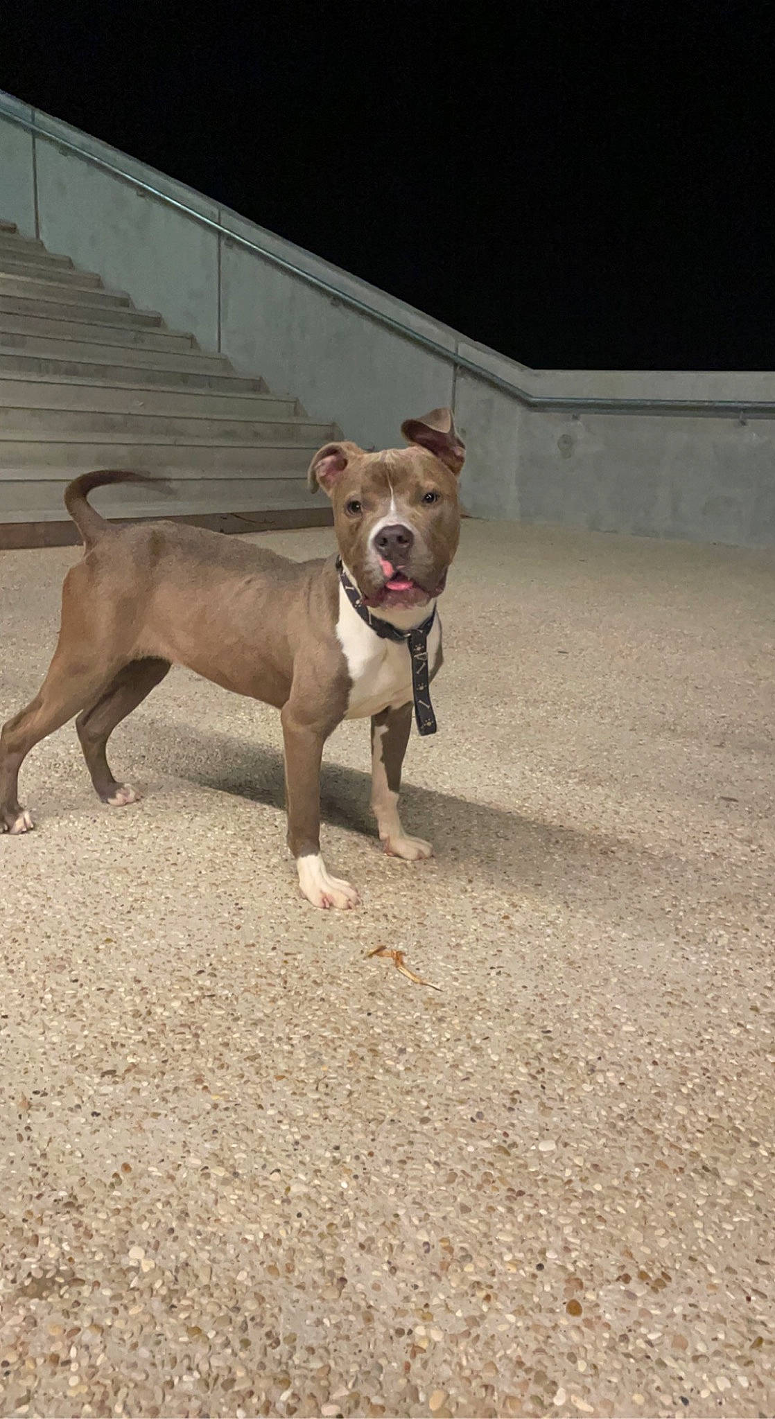 Aika participe au concours pour gagner de l'argent avec cette photo : canidae, carnivore, collar, companion_dog, dog, dog_breed, dog_clothes, dog_collar, dog_supply, fawn, leash, liver, paw, pet_supply, snout, sporting_group, tail, terrestrial_animal, toy_dog, working_animal