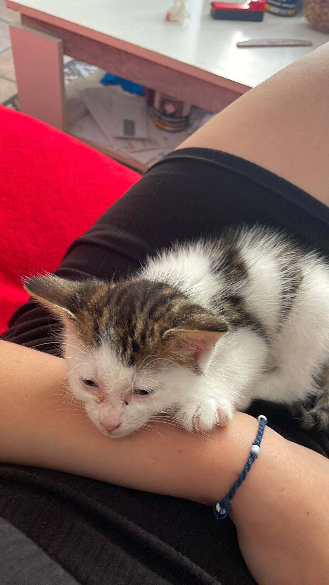 Kyoka participe au concours pour gagner de l'argent avec cette photo : carnivore, cat, claw, comfort, domestic_short_haired_cat, felidae, finger, foot, fur, gesture, human_leg, lap, nail, paw, sitting, small_to_medium_sized_cats, snout, thigh, whiskers, window