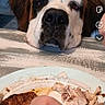 dog, saint_bernard, large_dog, brown_and_white, droopy_face, black_nose, portrait, indoor, table, dinner, food, plate, roast_meat, chicken, home, couch, social_media, smartphone_screenshot, pet, begging