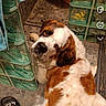dog, saint_bernard, large_dog, brown_and_white, floppy_ears, head_tilt, pet, bathroom, shower, tile, indoor, portrait, close_up, sitting, lying_down, looking_at_camera, snapchat, phone_screenshot, text_overlay, pet_grooming