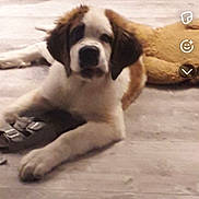 Odin participe au concours pour gagner de l'argent avec cette photo : dog, puppy, saint_bernard, pet, animal, fluffy, brown_and_white, lying_down, bed, bedroom, plush_toy, portrait, front_view, sad_expression, black_nose, floppy_ears, paws, indoor, smartphone_screenshot, snapchat