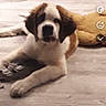 dog, puppy, saint_bernard, pet, animal, fluffy, brown_and_white, lying_down, bed, bedroom, plush_toy, portrait, front_view, sad_expression, black_nose, floppy_ears, paws, indoor, smartphone_screenshot, snapchat