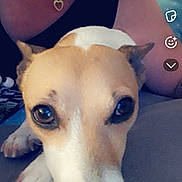Ouija a rejoint le concours — aidez-le/la à gagner de superbes lots ! dog, puppy, pet, animal, portrait, close_up, face, snout, nose, eyes, wide_eyed, white_fur, tan_fur, indoors, person, owner, cuddling, social_media, smartphone, selfie