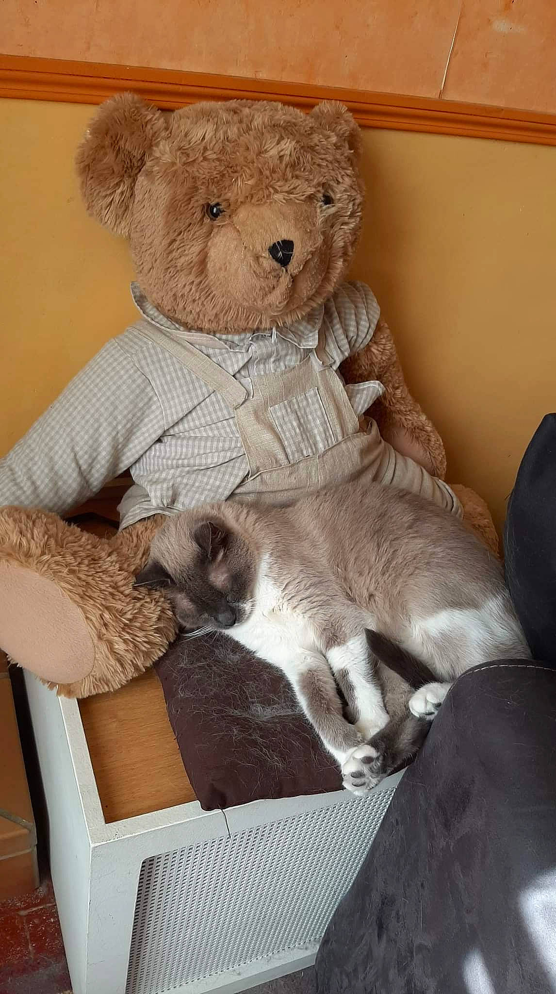 Gribouille participe au concours pour gagner de l'argent avec cette photo : carnivore, cat, chair, comfort, companion_dog, couch, fawn, felidae, fur, lap, linens, plush, room, siamese, sitting, small_to_medium_sized_cats, stuffed_toy, teddy_bear, toy, whiskers