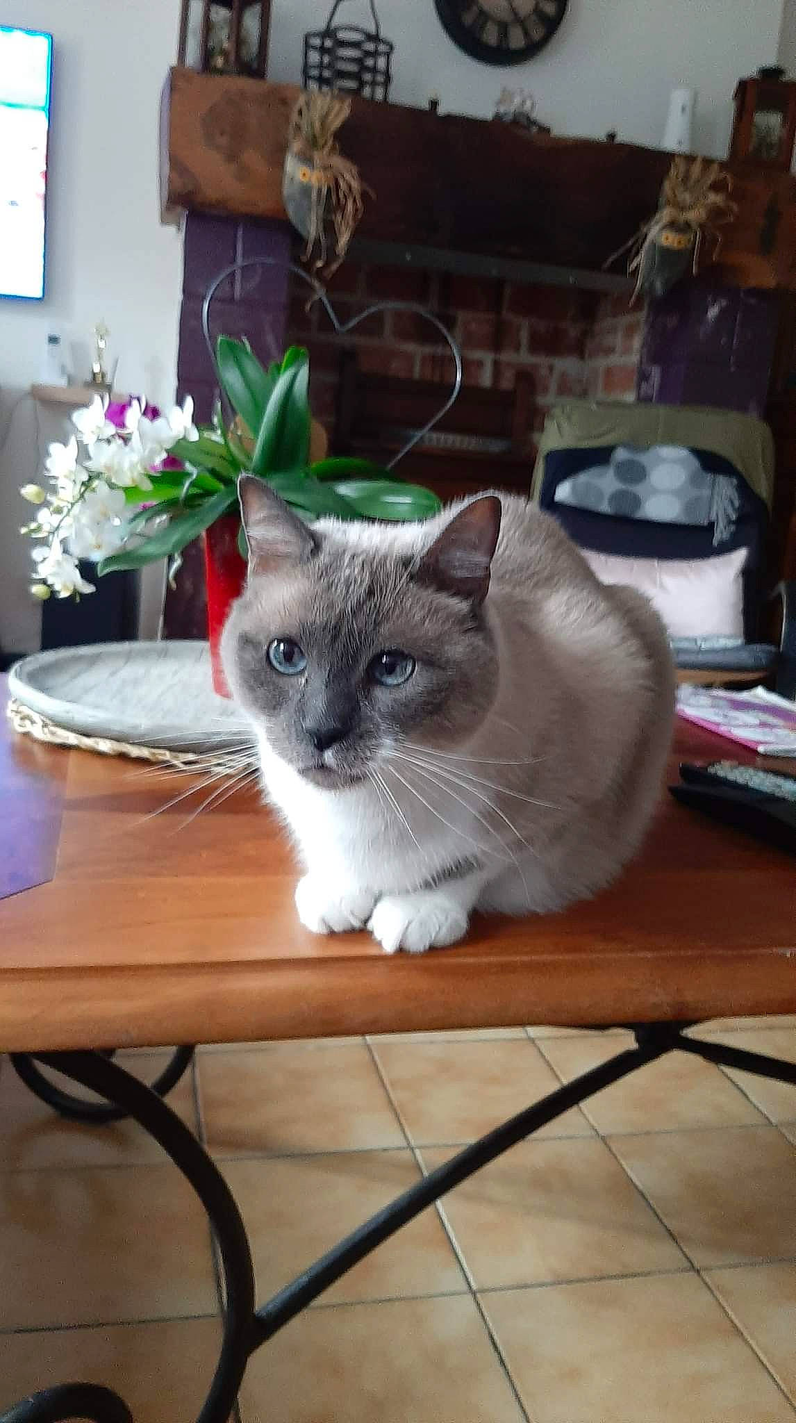 Gribouille participe au concours pour gagner de l'argent avec cette photo : carnivore, cat, comfort, domestic_short_haired_cat, felidae, flooring, flower, fur, furniture, grey, hardwood, houseplant, picture_frame, plant, small_to_medium_sized_cats, table, tail, whiskers, window, wood