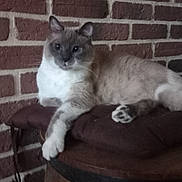 Gribouille participe au concours pour gagner de l'argent avec cette photo : cat, siamese_cat, cushion, wooden_barrel, brick_wall, indoor, pet, animal, relaxed, fur, whiskers, paws, ears, table, resting, looking_at_camera, cozy, home, feline, mammal