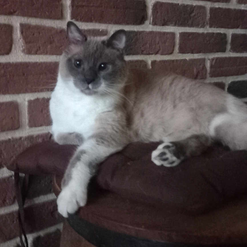Gribouille participe au concours pour gagner de l'argent avec cette photo : animal, brick_wall, cat, cozy, cushion, ears, feline, fur, home, indoor, looking_at_camera, mammal, paws, pet, relaxed, resting, siamese_cat, table, whiskers, wooden_barrel
