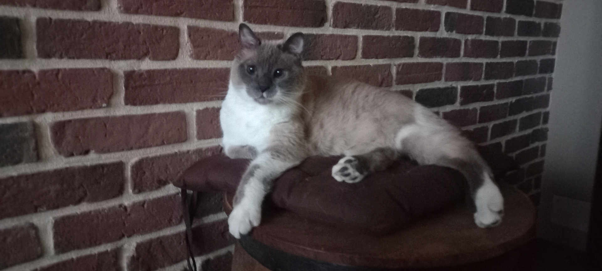 Gribouille participe au concours pour gagner de l'argent avec cette photo : cat, siamese_cat, cushion, wooden_barrel, brick_wall, indoor, pet, animal, relaxed, fur, whiskers, paws, ears, table, resting, looking_at_camera, cozy, home, feline, mammal