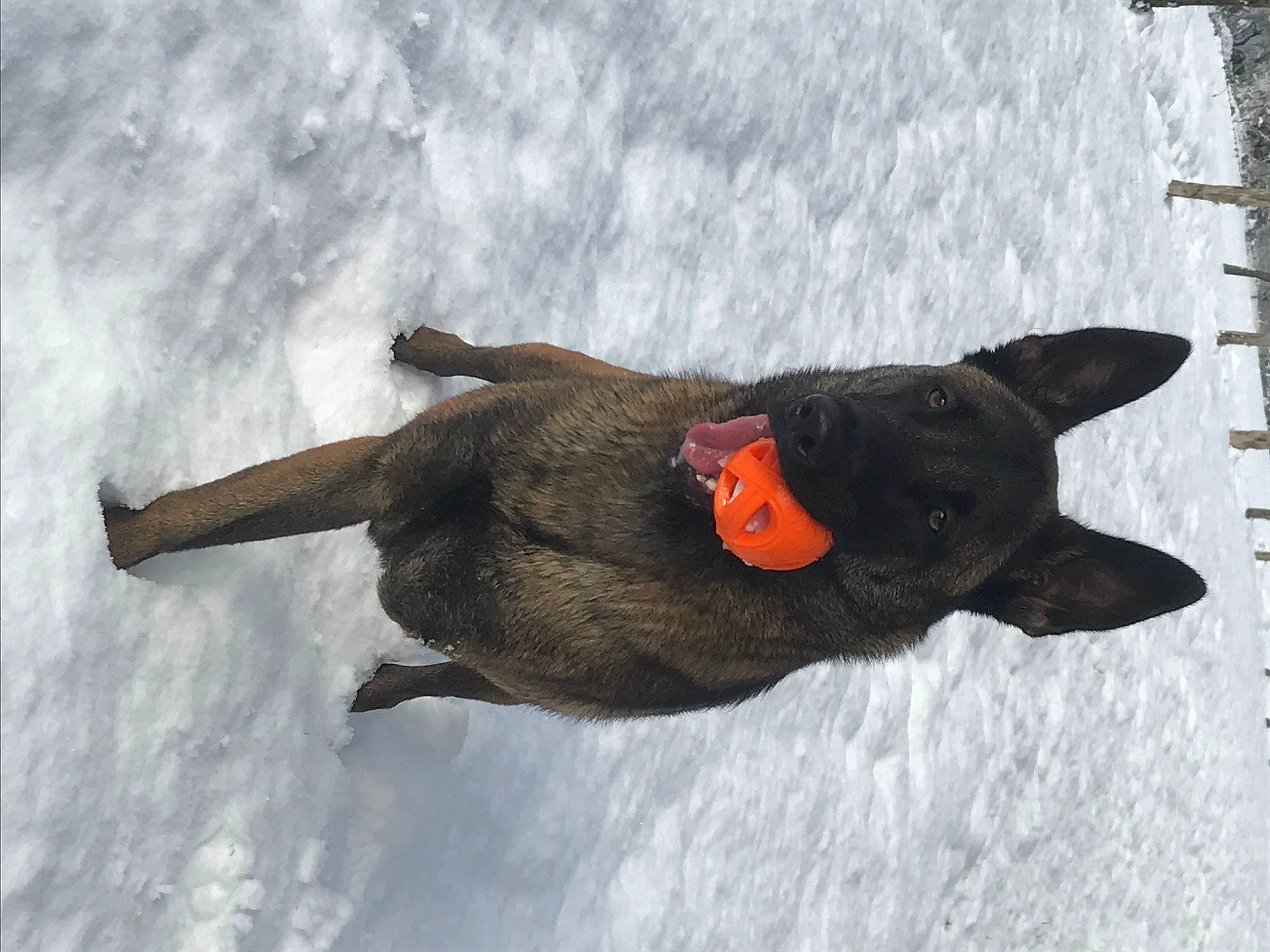 Selfie a rejoint le concours — aidez-le/la à gagner de superbes lots ! beak, canidae, dog_breed, duck, fawn, fish, freezing, fur, guard_dog, head, snout, snow, sporting_group, stuffed_toy, tail, toy, wildlife, winter