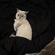 Thor is registered to the contest to win money with this photo: cat, blue_eyes, feline, pet, indoor, blanket, black_blanket, fur, lying_down, curious, cozy, animal, whiskers, ears, tail, soft_texture, relaxed, cute, domestic_cat, comfort