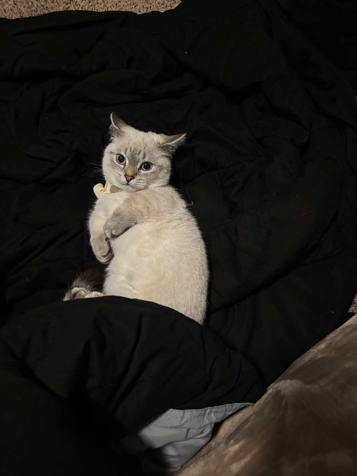 Thor is registered to the contest to win money with this photo: cat, blue_eyes, feline, pet, indoor, blanket, black_blanket, fur, lying_down, curious, cozy, animal, whiskers, ears, tail, soft_texture, relaxed, cute, domestic_cat, comfort