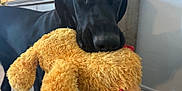 Bernie is registered to the contest to win money with this photo: dog, black_dog, stuffed_toy, plush_toy, indoor, carpet, cabinet, food_bowl, pet, animal, close_up, mouth, fur, ears, toy, home, living_room, cute, pet_toy, playful