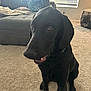 Bernie is registered to the contest to win money with this photo: dog, black_dog, pet, indoor, carpet, living_room, couch, blanket, curious, friendly, sitting, canine, floor, window, daylight, domestic_animal, house, fur, collar, ears