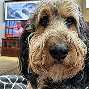 Bernie is registered to the contest to win money with this photo: dog, close_up, living_room, sofa, child, television, lamp, couch, blanket, furniture, portrait, pet, indoors, home, fur, eyes, nose, black_nose, curly_fur, background_blur