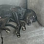 Bernie joined the competition — help win amazing prizes! dog, black_dog, couch, pet, relaxed, sleepy, indoor, animal, fur, paw, resting, canine, domestic_animal, furniture, living_room, laying_down, comfort, home, cute, companion
