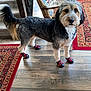 Berni is registered to the contest to win money with this photo: dog, boots, indoor, wooden_floor, rugs, furniture, pet, animal, paw_protection, curious, house, carpet, stairs, cozy, companion, fur, black, white, brown, standing