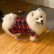 Kima joined the competition — help win amazing prizes! dog, white_dog, fluffy, plaid_shirt, indoor, wooden_floor, toy, smiling, happy, pet, canine, fur, tail, shirt, door, rug, home, animal, domestic, playful