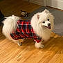dog, white_dog, fluffy, plaid_shirt, indoor, wooden_floor, toy, smiling, happy, pet, canine, fur, tail, shirt, door, rug, home, animal, domestic, playful