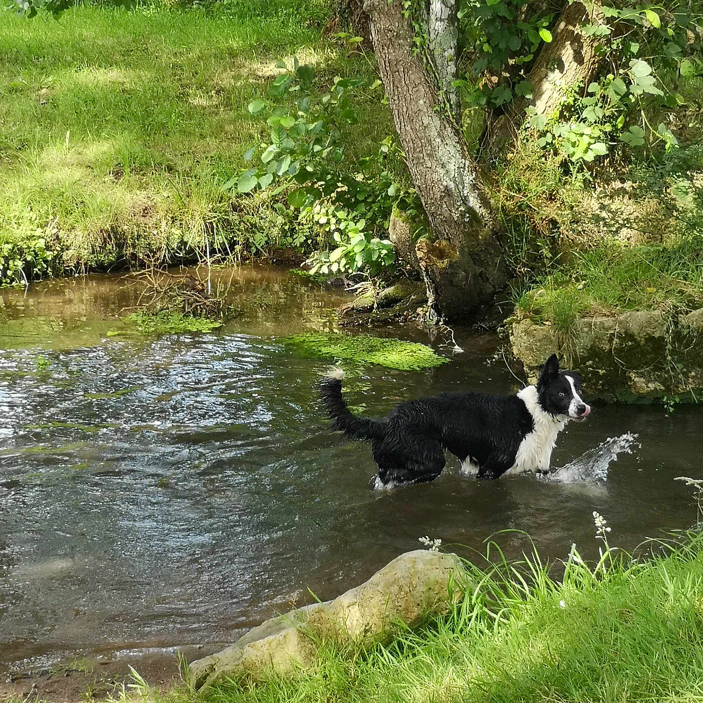 Una participe au concours pour gagner de l'argent avec cette photo : animal, canine, dog, grass, green, grove, herbal, herbs, jungle, land, nature, outdoors, pet, plant, pond, rock, tree, vegetation, water, woodland