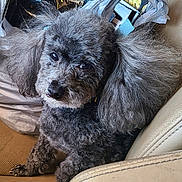 Kodi is registered to the contest to win money with this photo: animal, car_seat, close_up, companion, curly_fur, cute, dog, ears, eyes, face, fluffy, gray_fur, indoor, leather_seat, looking_up, paw, pet, poodle, portrait, sitting