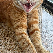 Jin is registered to the contest to win money with this photo: cat, orange_tabby, stretching, paws, teeth, whiskers, window, granite_surface, playful, feline, pet, indoor, closeup, fur, animal, cute, mammal, expressive, happy, domestic_cat