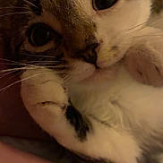 Babybear is registered to the contest to win money with this photo: cat, close_up, pet, animal, whiskers, fur, cute, domestic_animal, paw, face, eyes, tabby, cozy, indoor, sleepy, mammal, feline, relaxed, curious, companion