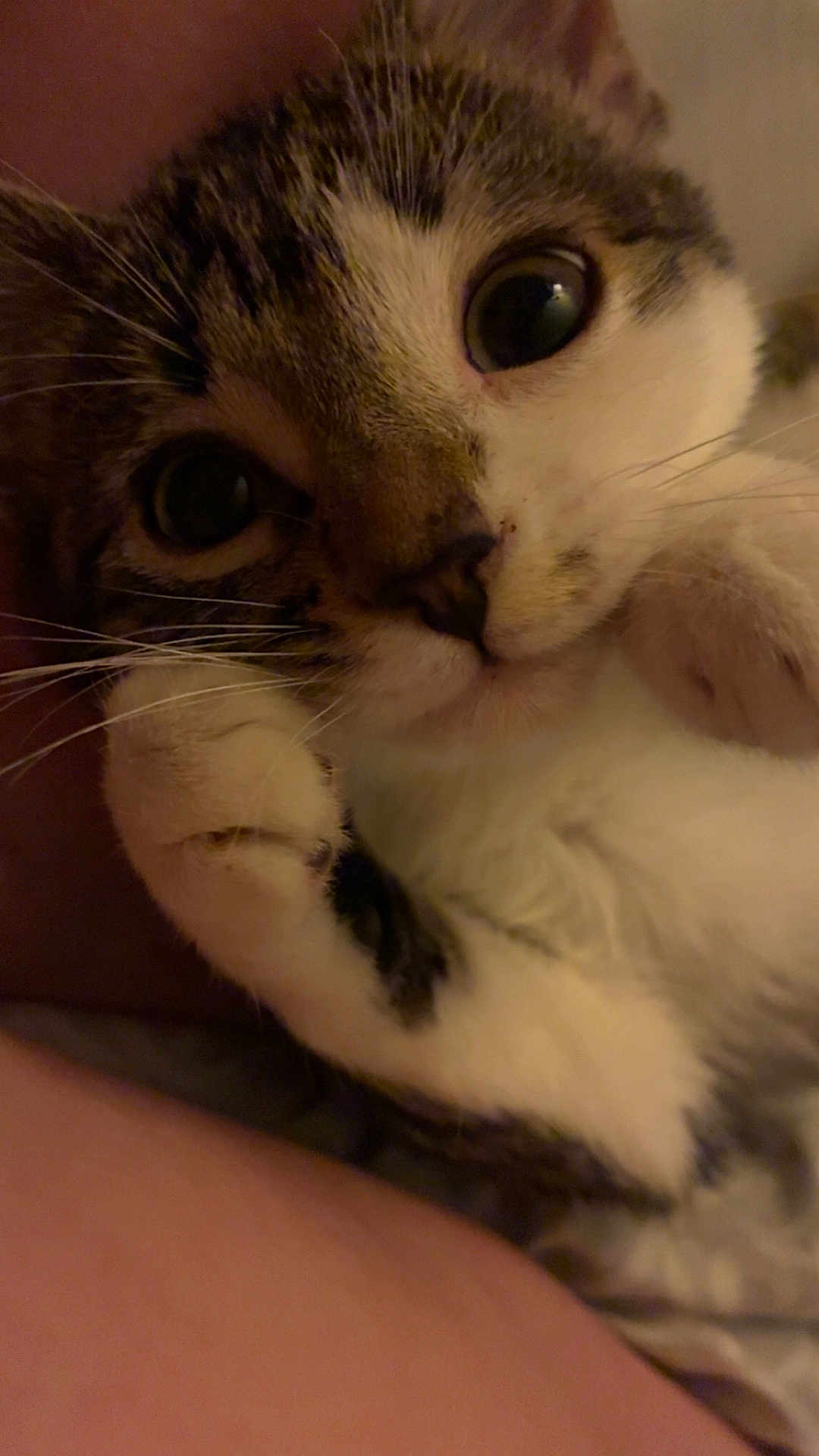 Babybear is registered to the contest to win money with this photo: cat, close_up, pet, animal, whiskers, fur, cute, domestic_animal, paw, face, eyes, tabby, cozy, indoor, sleepy, mammal, feline, relaxed, curious, companion