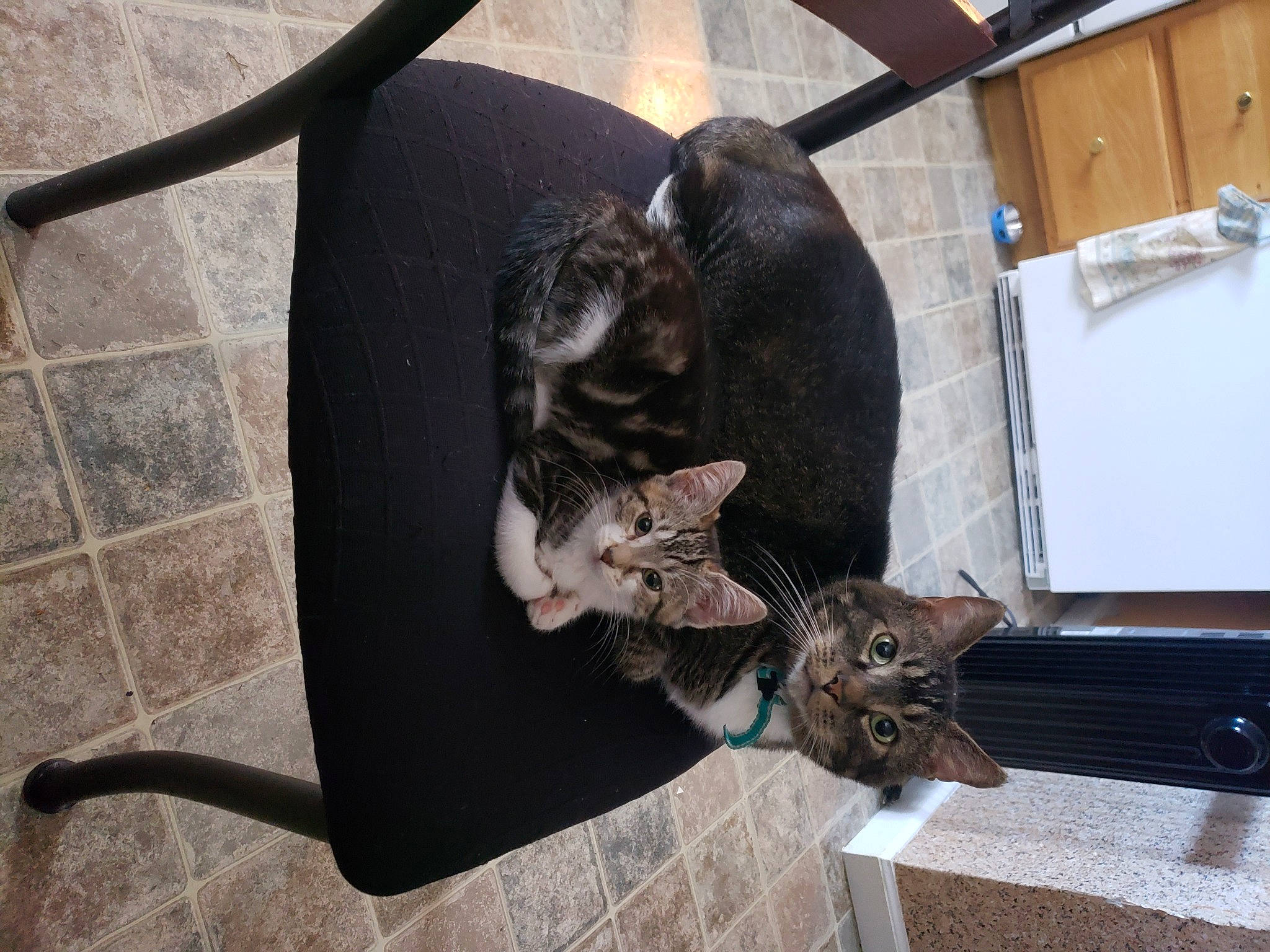 Kitten joined the competition — help win amazing prizes! bag, carnivore, cat, chair, comfort, domestic_short_haired_cat, felidae, fur, small_to_medium_sized_cats, tail, whiskers