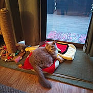 Gracie is registered to the contest to win money with this photo: cat, indoor, blanket, scratching_post, toys, wood_floor, curtain, glass_door, mat, furniture, pet, cozy, gray_cat, relaxing, window, potted_plants, carpet, home, animal, furry