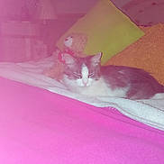 Bella is registered to the contest to win money with this photo: animal, bed, blanket, cat, cozy, cute, fabric, furniture, gray, home, indoor, pet, pillow, pink, relaxing, resting, sleepy, soft_toy, teddy_bear, white