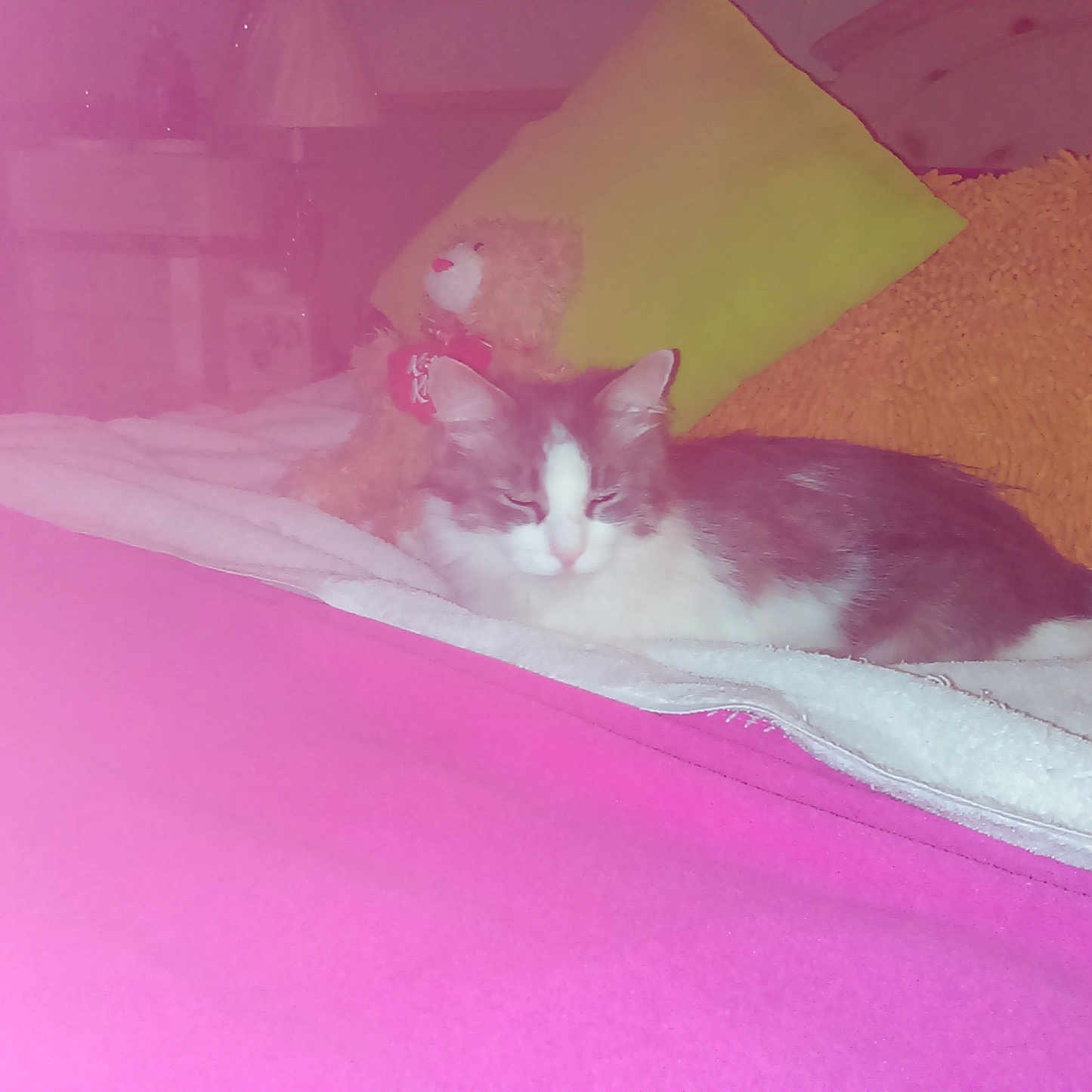 Bella