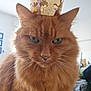 cat, orange_cat, fluffy, crown, paper_crown, pet, feline, indoor, close_up, whiskers, fur, portrait, animal, domestic_animal, head, face, eyes, ears, cute, regal