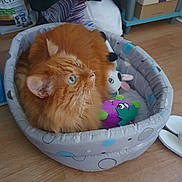 Speculos participe au concours pour gagner de l'argent avec cette photo : cat, orange_cat, blue_eyes, pet_bed, plush_toy, indoor, wooden_floor, furniture, cozy, closeup, domestic_cat, resting, fluffy, cute, animal, household, toy, relaxed, pet, living_space